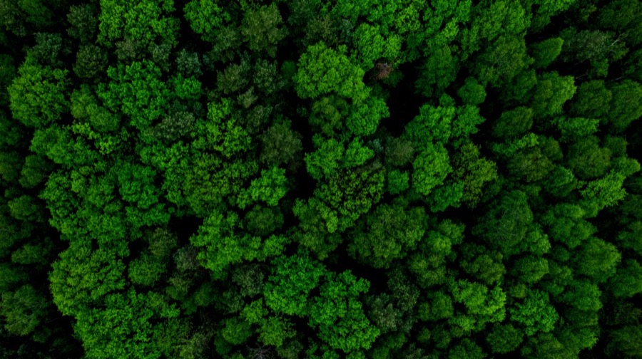 The Carbon Credit Market Is Broken. Here Is How Leading Companies Are Working Around It
